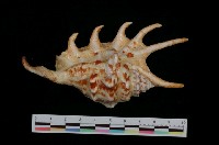 藏品(蜘蛛螺)的圖片